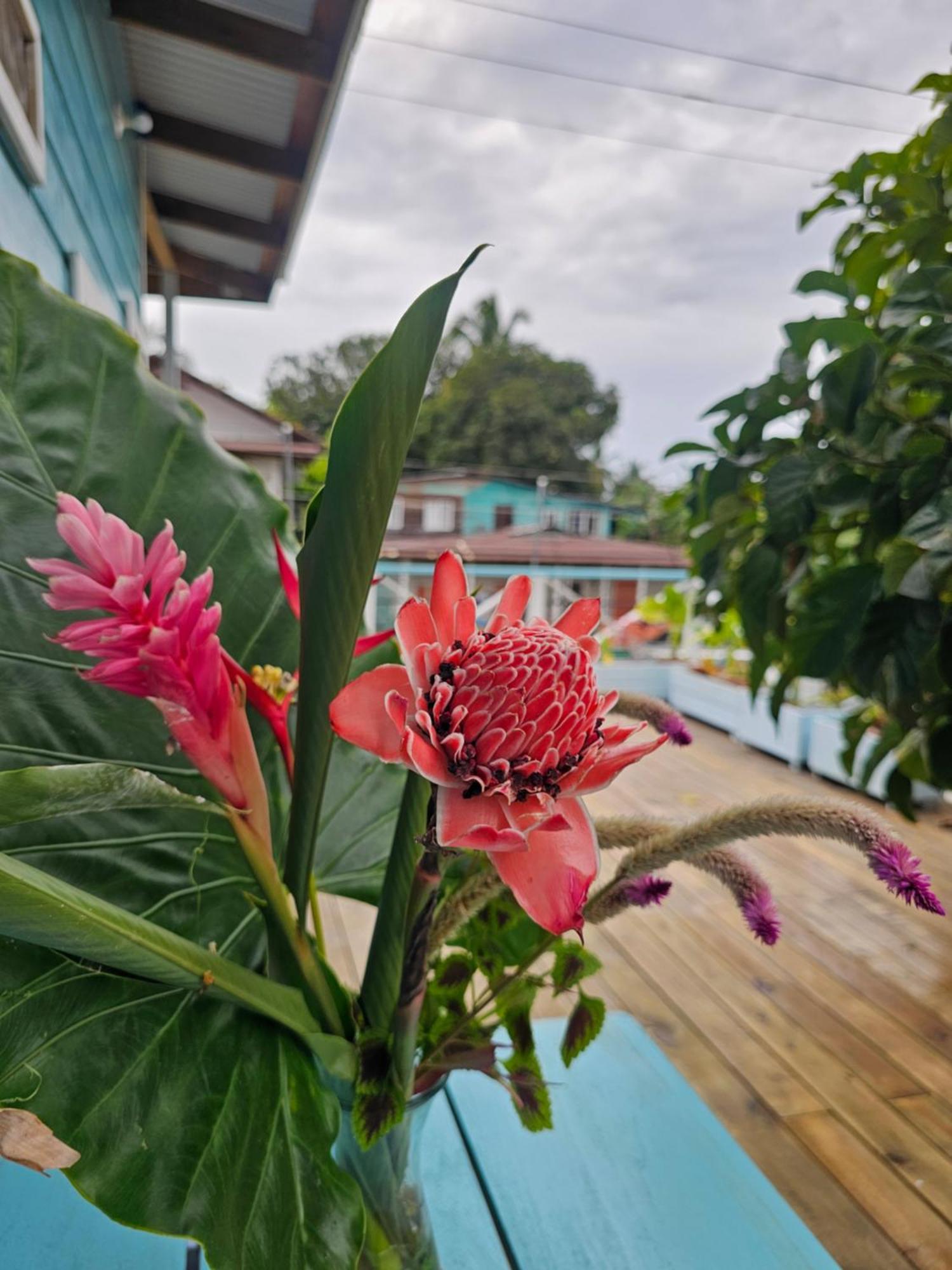 Casa Pelicano Bocas del Toro Exterior foto